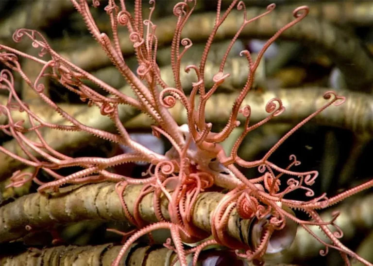 La UBA y el CONICET explorarán ecosistemas del Mar Argentino con streaming en vivo