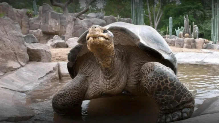 Murió Gramma, la tortuga de Galápagos de 141 años del zoológico de San Diego