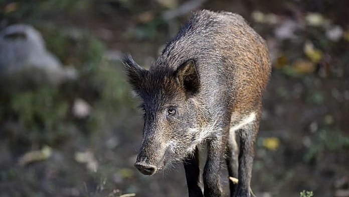 Un bocadillo podría ser el origen del brote de peste porcina africana en Cataluña