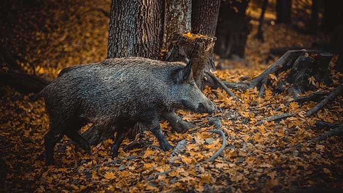 El Gobierno confirma la muerte por peste porcina de 10 jabalíes más en la zona cero
