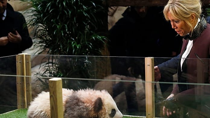 La primera dama de Francia visita un centro de investigación para la cría de pandas en China