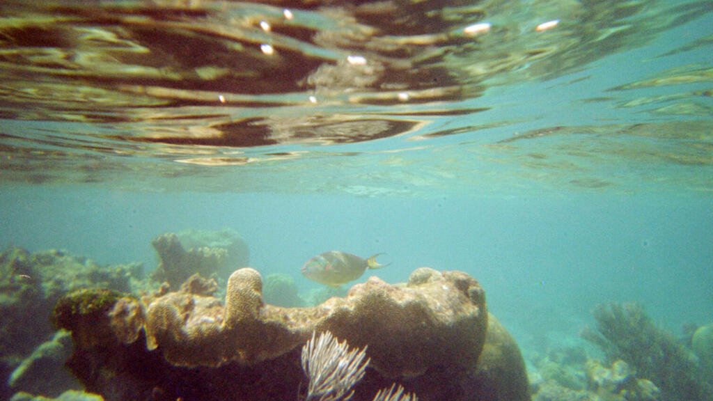 En el Caribe, los arrecifes de coral se han reducido a la mitad desde 1980