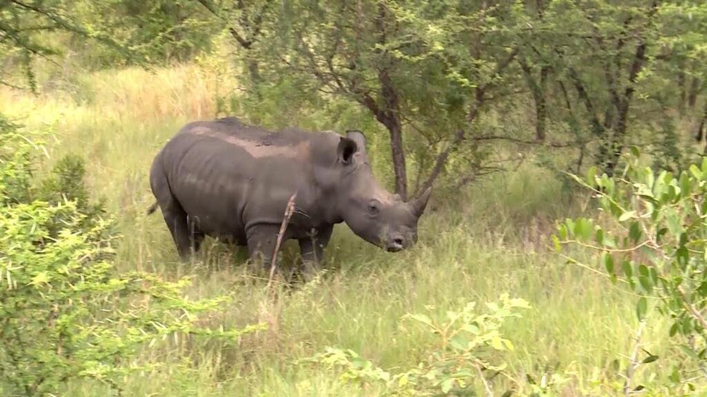 Campaña por el renacimiento del rinoceronte en Sudáfrica