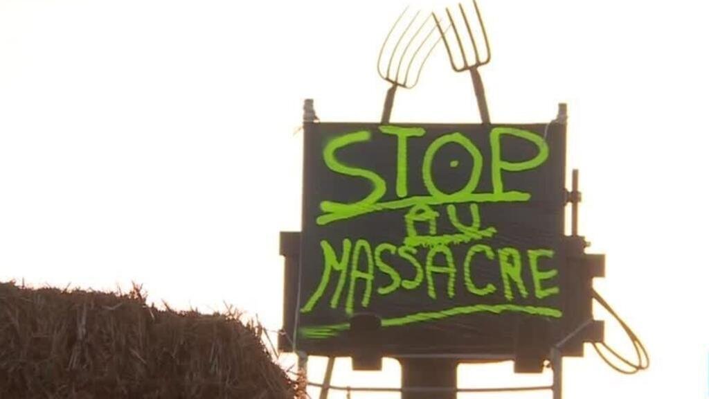 Agricultores protestan en Francia por sacrificio de vacas ante brote sanitario