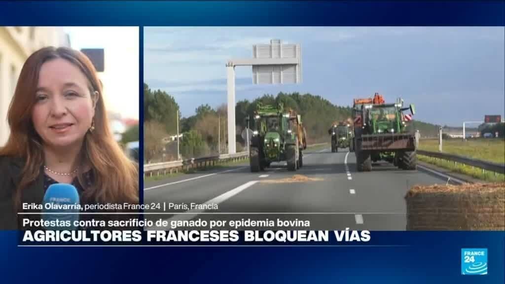 Informe desde París: agricultores protestan por sacrificio masivo de ganado por enfermedad bovina