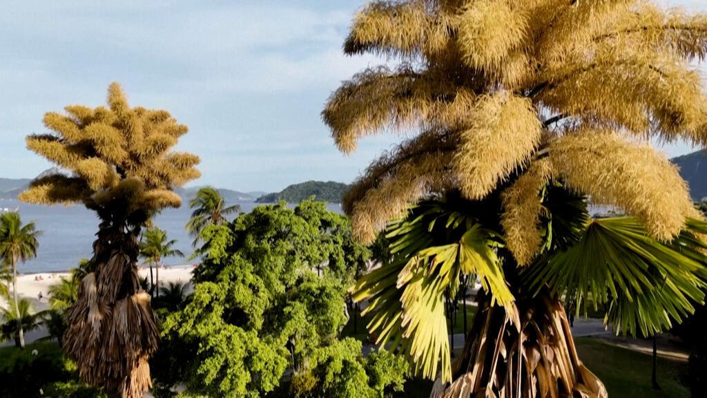 En Río de Janeiro, estas palmeras florecen por primera vez en más de 60 años