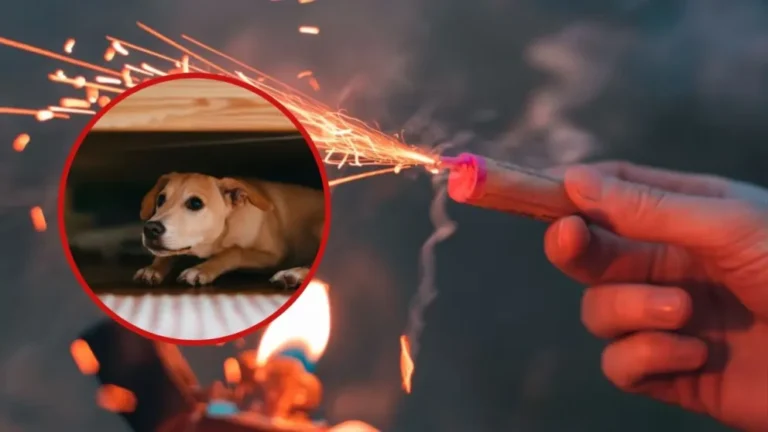 Convocan a una marcha en Comodoro en contra de la pirotecnia