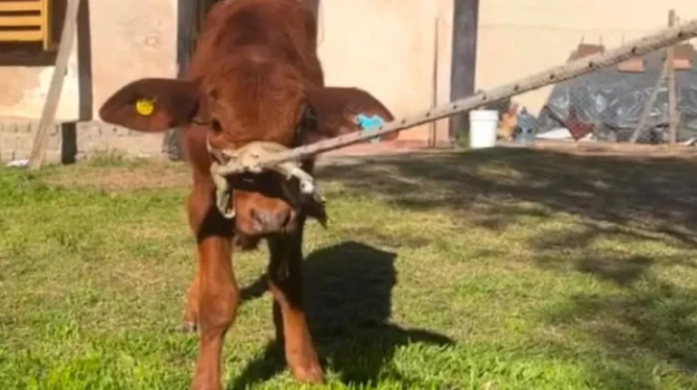 Delincuentes carnearon a un ternero mascota de una escuela primaria: "No lo hicieron para comer, fue por pura maldad"