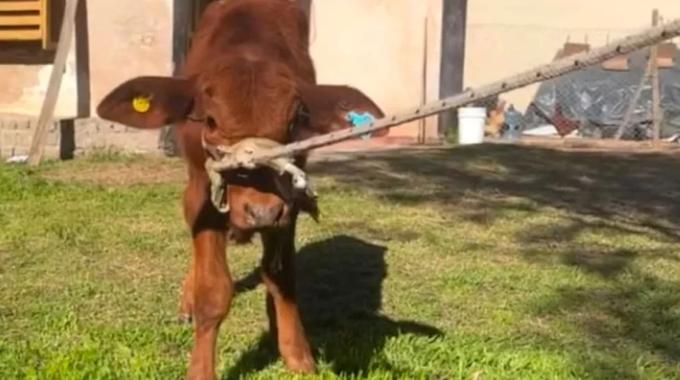 Delincuentes carnearon a un ternero mascota de una escuela primaria: "No lo hicieron para comer, fue por pura maldad"