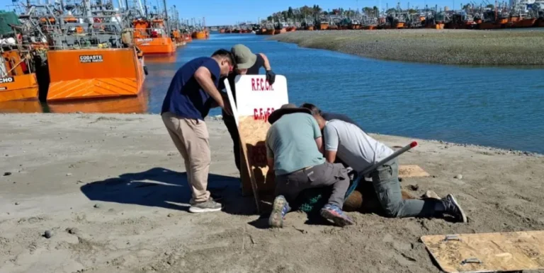 Rescataron al lobo marino con una red en el cuello