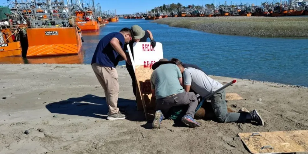 Rescataron al lobo marino con una red en el cuello