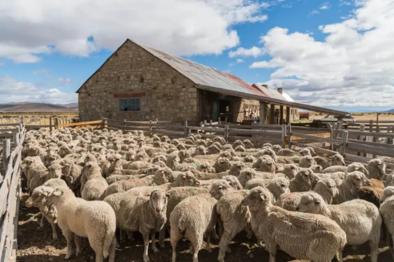 La emergencia Sanitaria por sarna ovina genera malestar en productores de Chubut