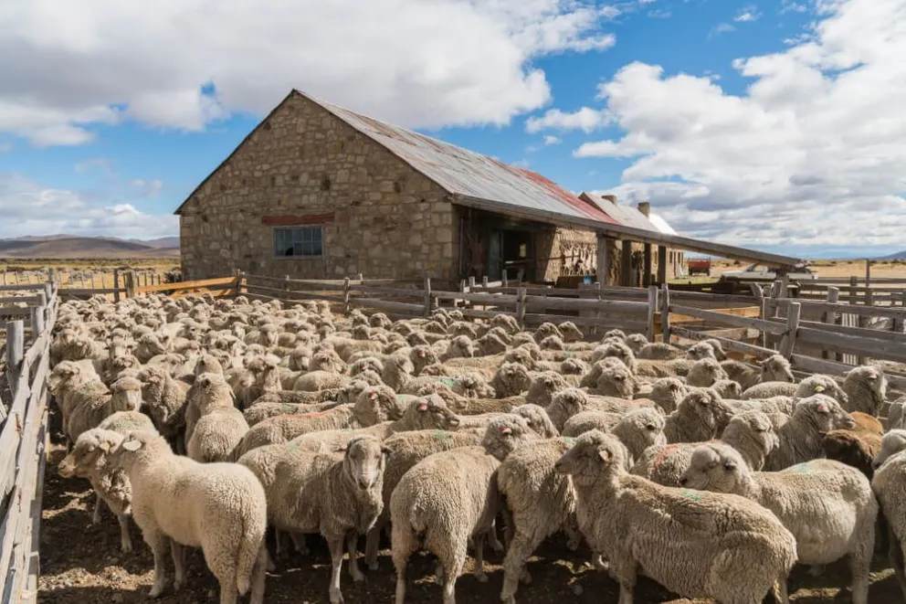La emergencia Sanitaria por sarna ovina genera malestar en productores de Chubut