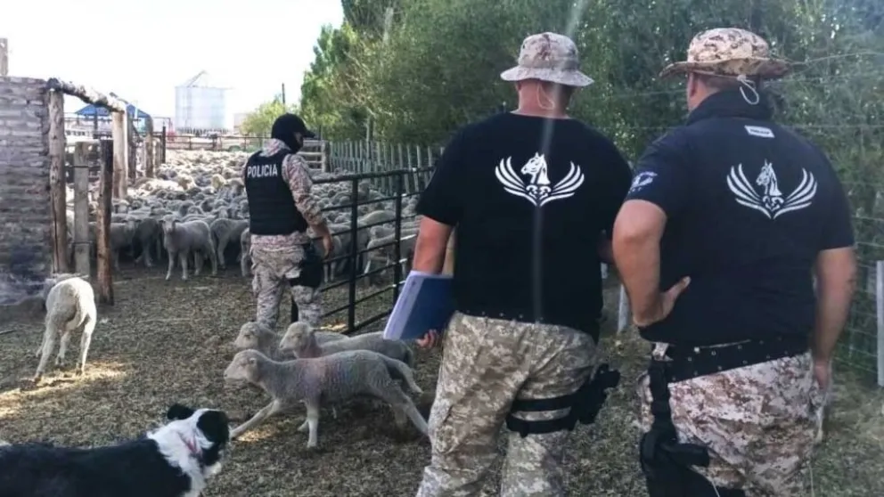 Secuestro de armas, dinero y más de mil ovinos por delitos rurales