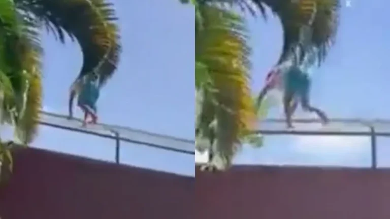 Una leona atacó y mató a un hombre en un zoológico