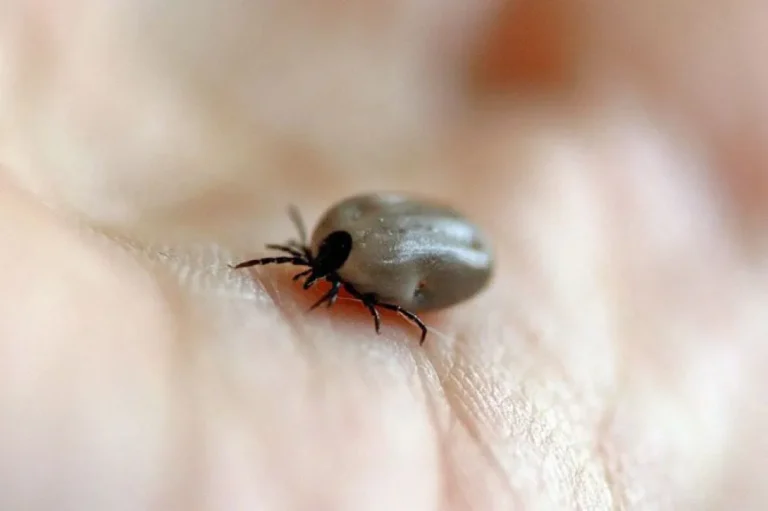 Descartan que una paciente de Rawson haya contraído la enfermedad de Lyme