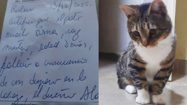 Maltrato animal: un hombre mató a un gato de dos disparos