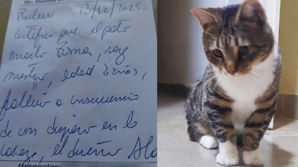 Maltrato animal: un hombre mató a un gato de dos disparos