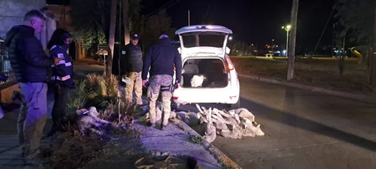 Investigan presunto abigeato de 11 ovinos en Río Gallegos