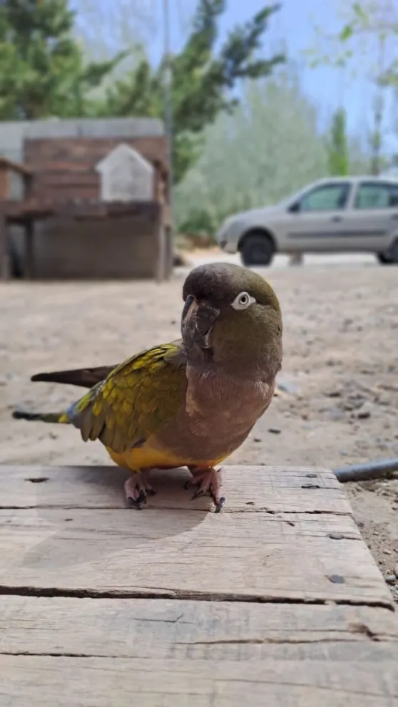 Devolvieron la lora que se habían llevado de la cancha de Diadema