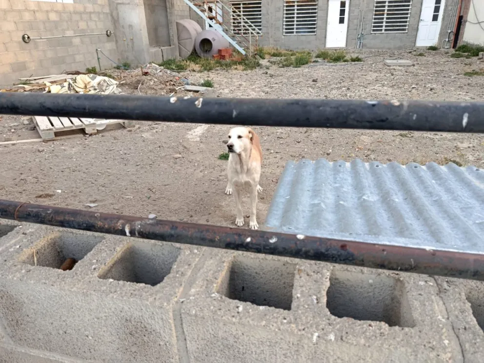 Rescatan a una perra desnutrida encerrada en un predio de Km 14