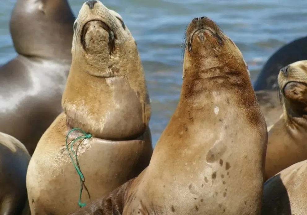 Buscan a un lobo marino con una red de pesca en el cuello