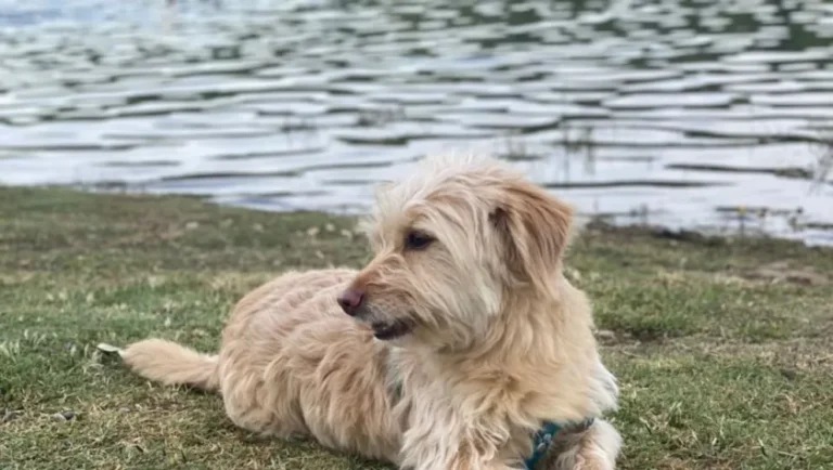 Habilitan sectores "pet friendly" en todos los balnearios municipales de Neuquén