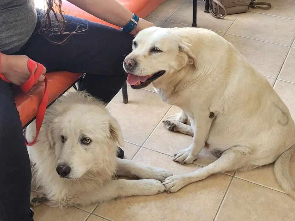 Pirotecnia: recomendaciones para cuidar a los animales en estas fiestas