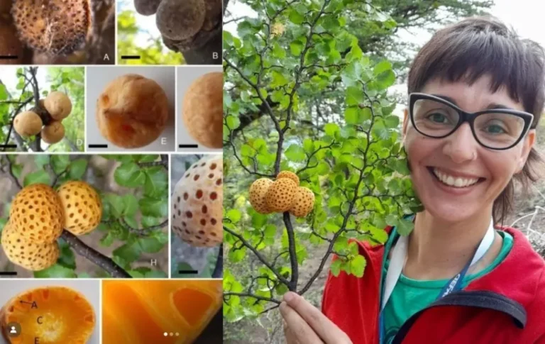 Becaria chubutense identificó dos nuevas especies de hongos endémicos nativos