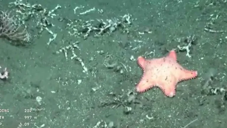 El CONICET encontró otra estrella de mar “culona" en las costas de Madryn