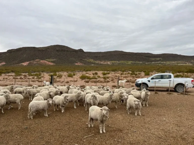 Hay 74 establecimientos con sarna ovina en Chubut y más de 32 mil animales en seguimiento