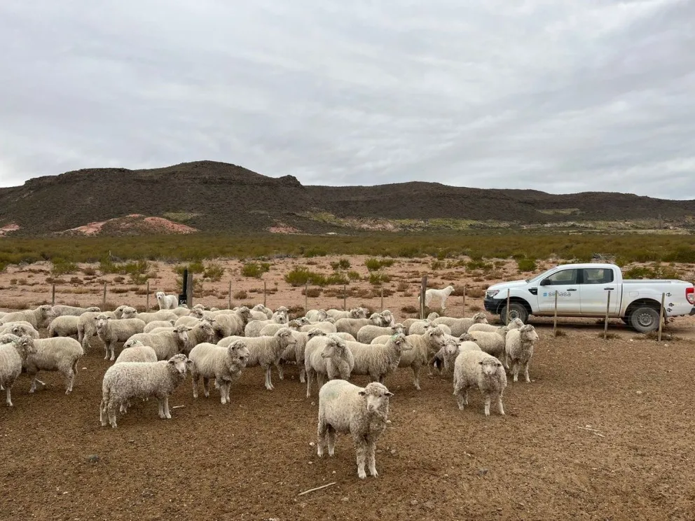Hay 74 establecimientos con sarna ovina en Chubut y más de 32 mil animales en seguimiento