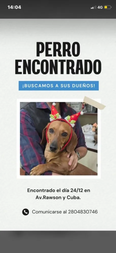 Un centenar de denuncias de perros extraviados en Trelew y Rawson