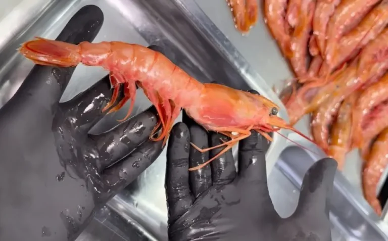 Avanza el Plan de Manejo Formal para el langostino en el Mar Argentino