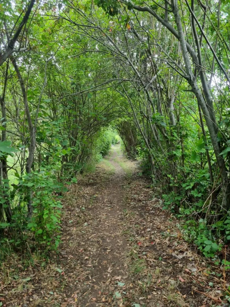 Ponen en valor el Sendero de los Antiguos Pobladores en Lago Puelo