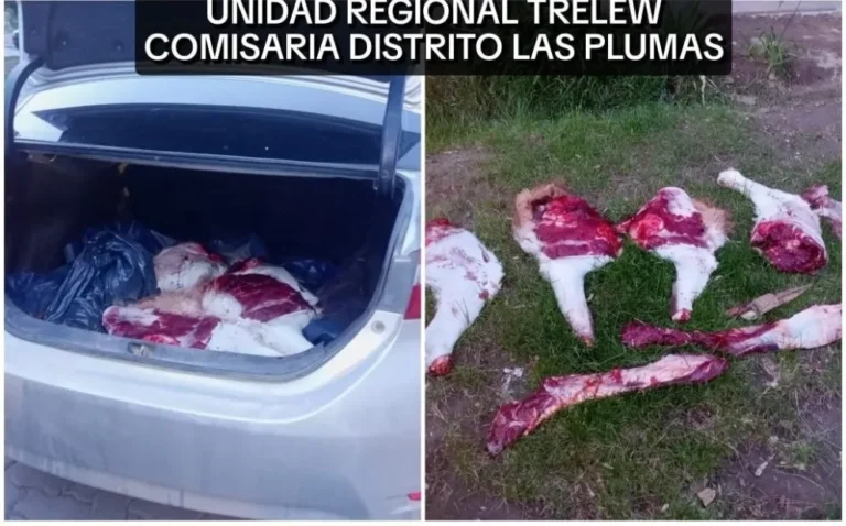 Cazadores sorprendidos con guanaco faenado y armas