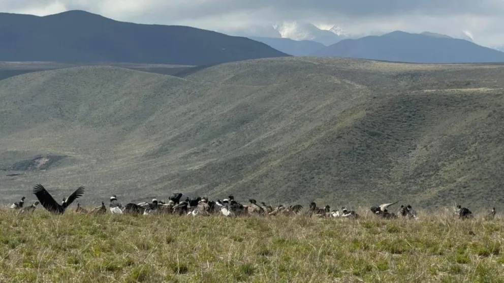 Mendoza: récord de avistamiento de cóndor andino con más de 90 ejemplares