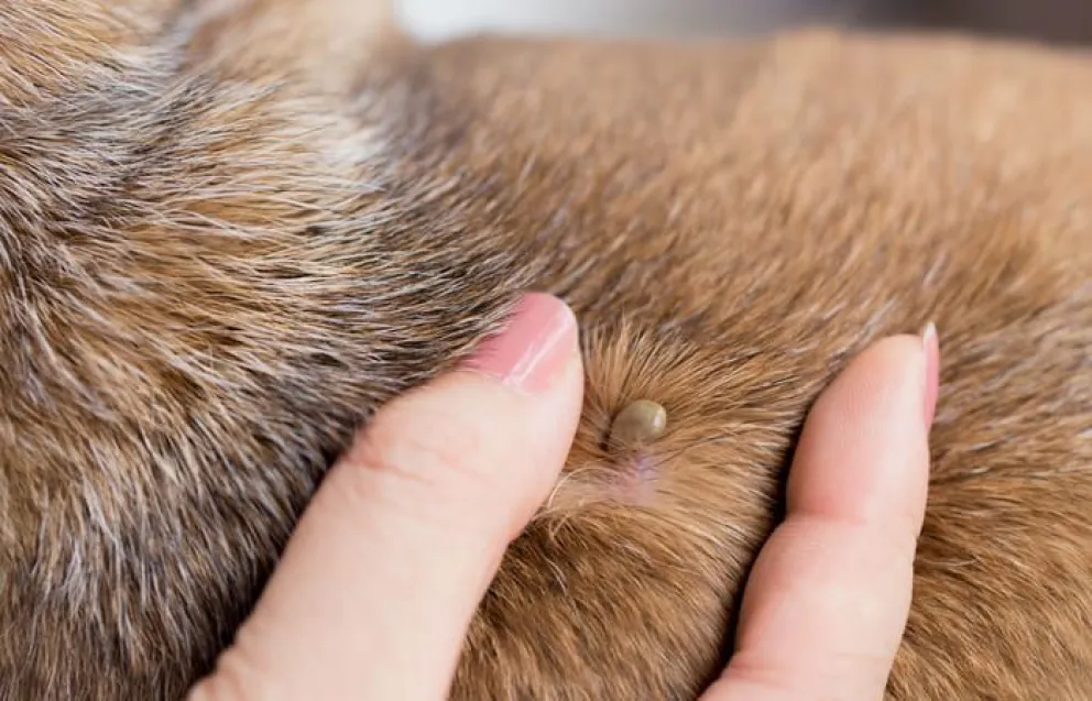 Preocupa el incremento de casos de Ehrlichiosis Canina y apuntan al cuidado responsable