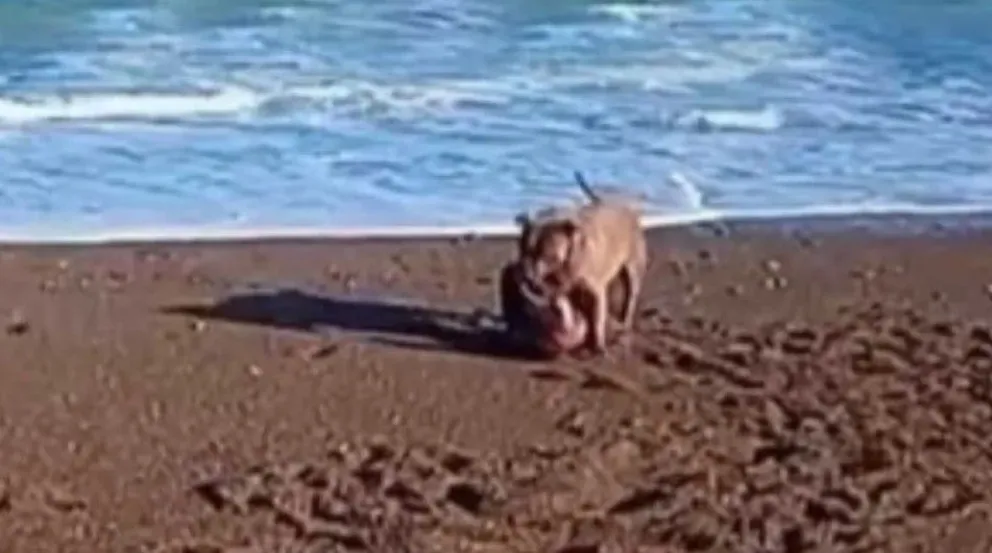 Un pitbull atacó a un lobo marino en Playa Unión