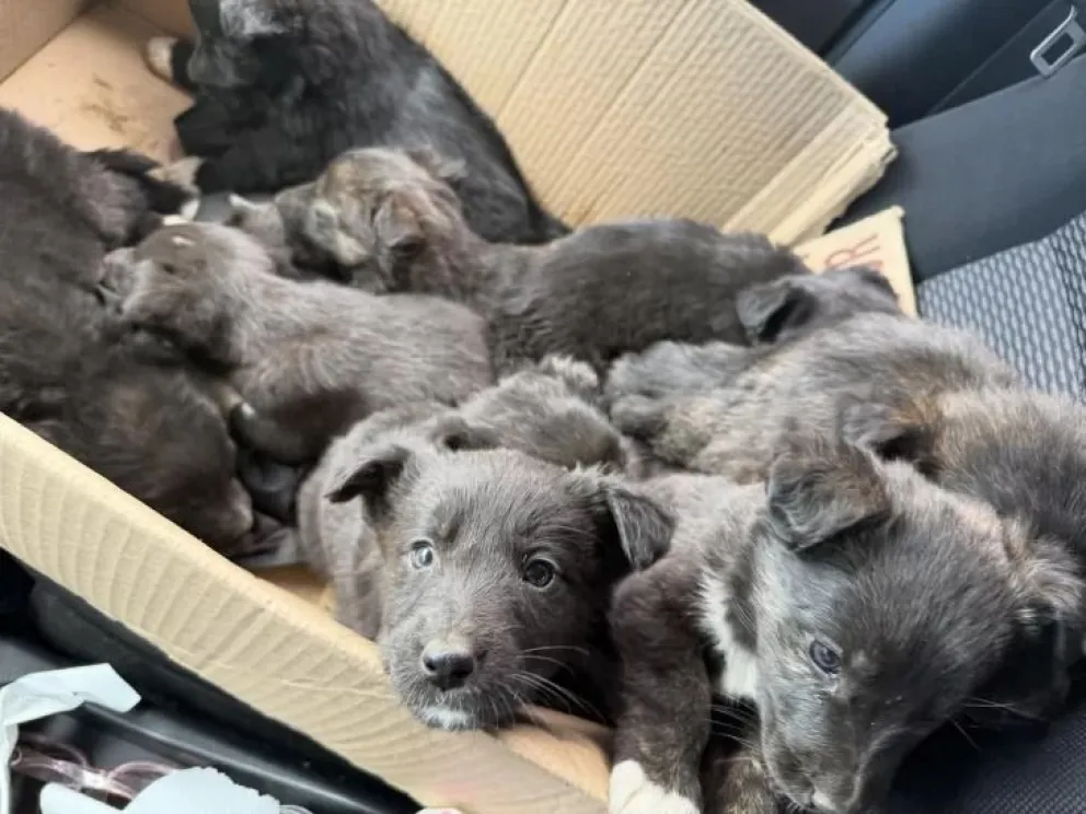 Abandono en un basural: más de diez cachorros tirados en cajas y bolsas en Río Gallegos