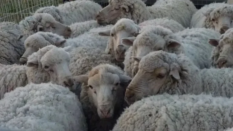 Más de 600 productores corren riesgo de desaparecer debido a la sarna ovina