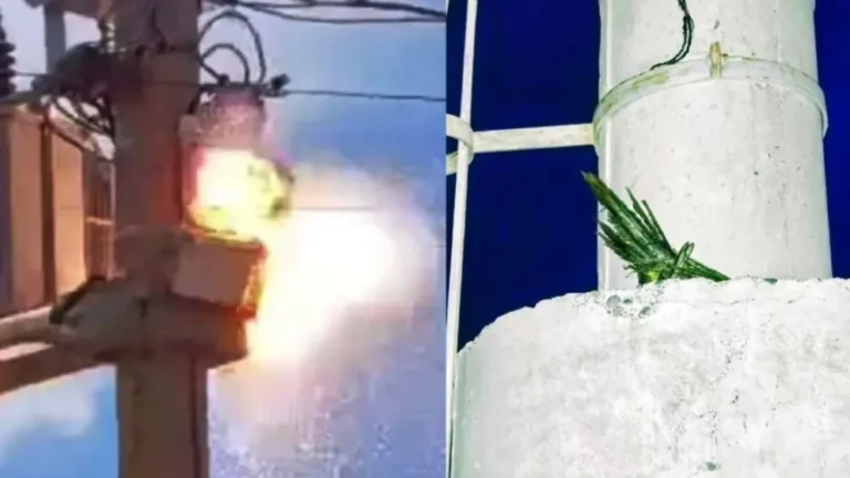 Un loro tocó una red de alta tensión y cortó la luz en Madryn