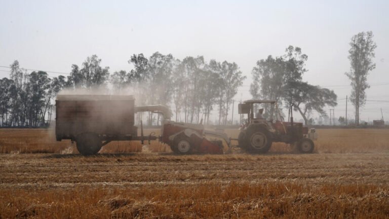 India espera un enero más frío que el promedio, impulsando los cultivos de invierno