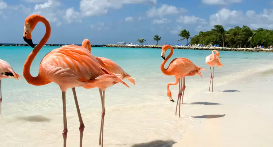 Aerolíneas Argentinas aterriza en Aruba con vuelos llenos y extiende la ruta hasta septiembre