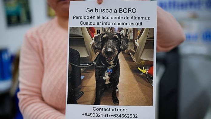 Rescatan con vida a Boro: el perro que desapareció en el choque de trenes en España