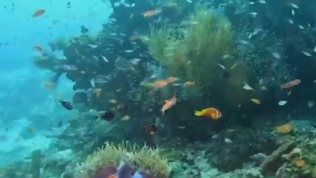 Entra en vigor el tratado de alta mar de la ONU: busca proteger el 30% de los océanos para 2030