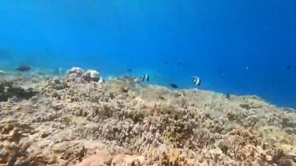 La batalla por la alta mar: proteger los océanos antes de que sea demasiado tarde