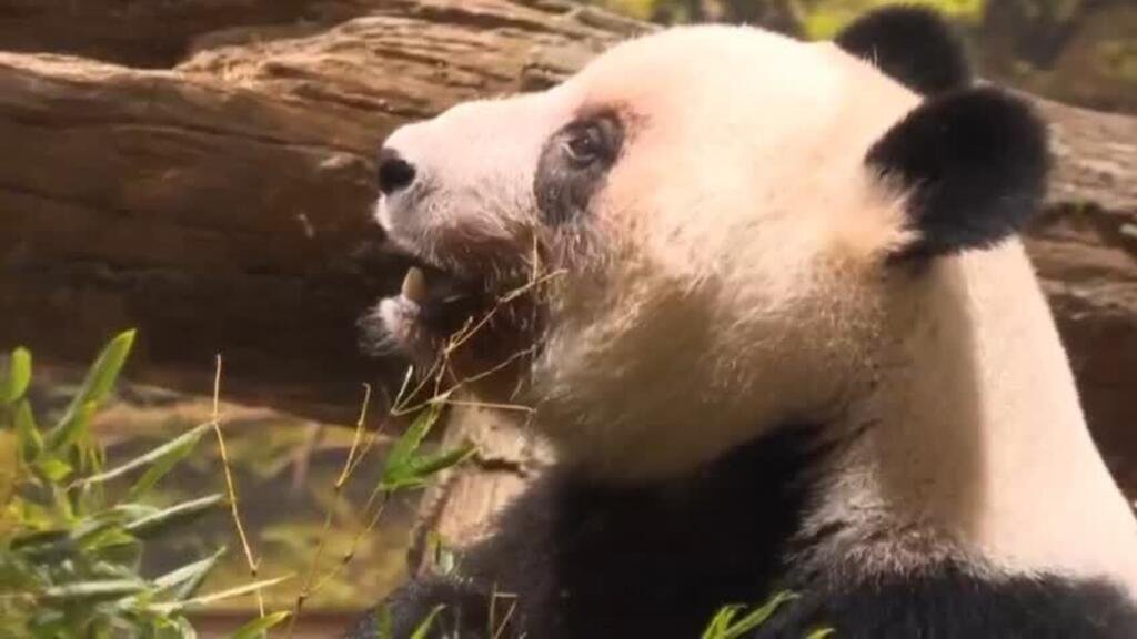Sin diplomacia no hay pandas: China retira últimos pandas de zoológico de Japón por tensiones