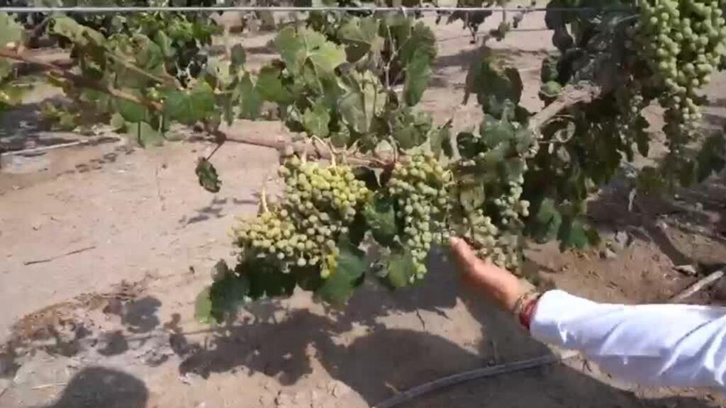 Cultivo de viñas en el desierto de Atacama, el más árido del mundo