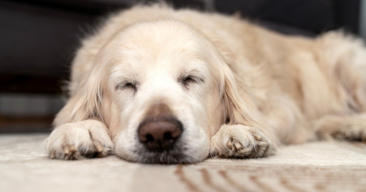 Los perros también sufren deterioro cognitivo: pautas para detectarlo